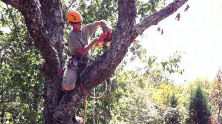 Tree Service in RIchmond, VA trimming off tree branches Net Worth