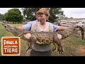 Wenn krokodile babys haben  reportage fr kinder  paula und die wilden tiere
