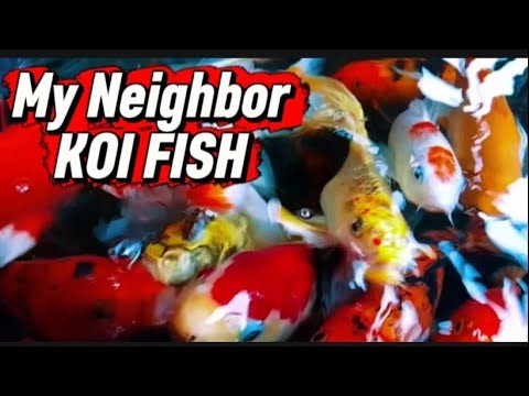 MY NEIGHBORS KOI FISH UPDATE THEY GETTING BIGGER