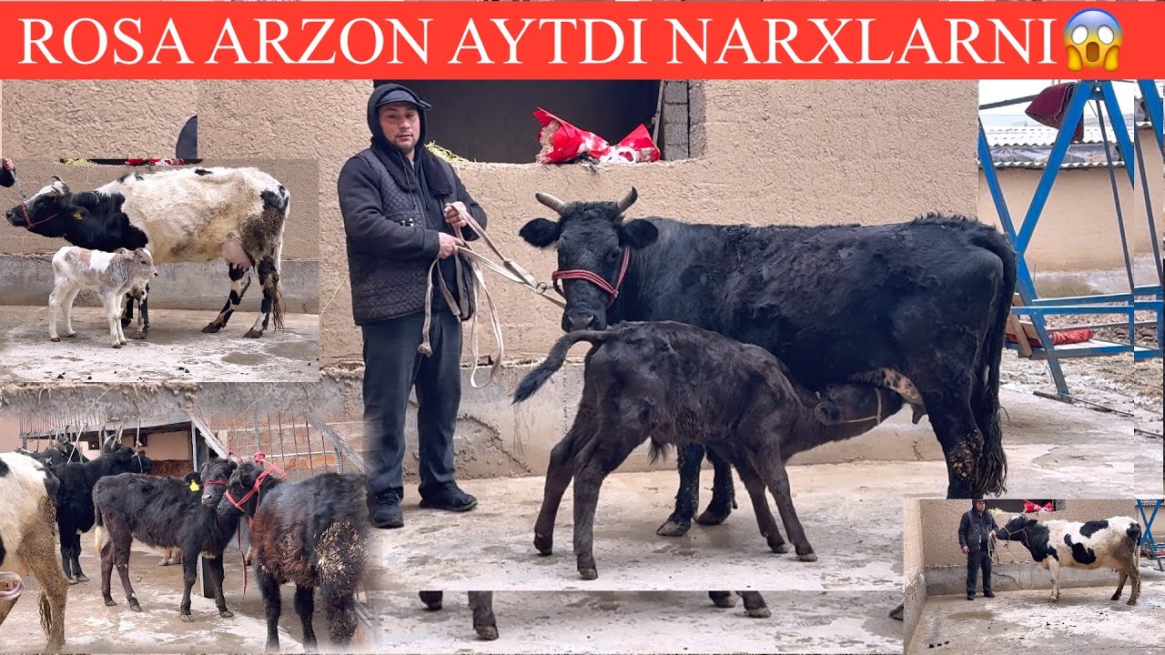 ARZONCHI😱ALISHER🔥F💥ONA BOLA SIGIRLAR ANGUS BUZOQ VA BUGʻOZ SIGIRLAR SHOSHILING SONI KAM🏃