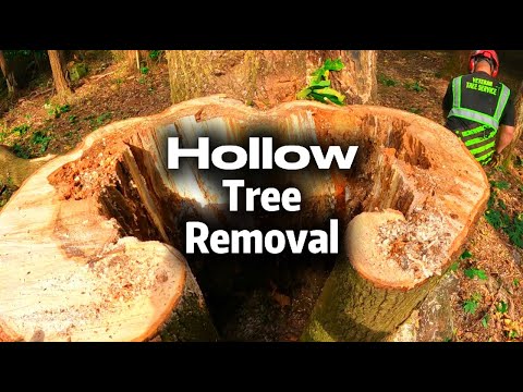 Climbing & Removing a HOLLOW Tree! A Little Sketchy. - YouTube