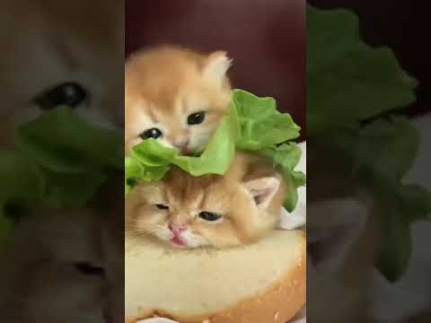 يعمري مرا كيوت كياته Shorts اكلاتنا بكل بساطه 