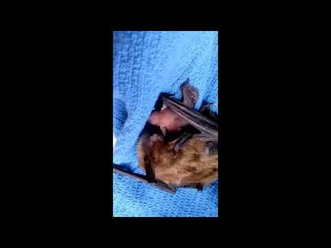 Big Brown Bat Mama - Nature's Nursery