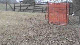 C-Horse Keeper: Herding A Course by Red-Dawn Border Collies 167 views 12 years ago 6 minutes, 30 seconds