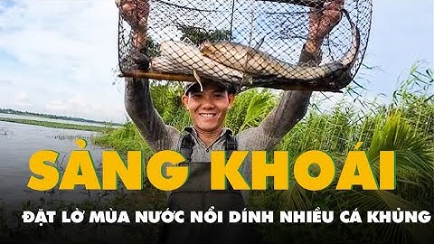 Video người dân miền Tây đặt lờ mùa nước nổi dính nhiều cá đồng khủng