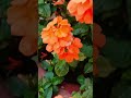 #Houseplants #2026 #962