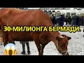 2021-ЙИЛ ЧИРОКЧИ МОЛ БОЗОРИ.. CHIROQCHI MOL BOZORI NARXLARI....