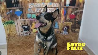 Acabou enfim a fisioterapia do blue heeler sem mancar e sem lesões agradeço a todos que torceram???