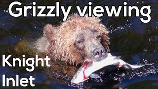 Grizzlies catching salmon in Knight Inlet, British Columbia, Canada