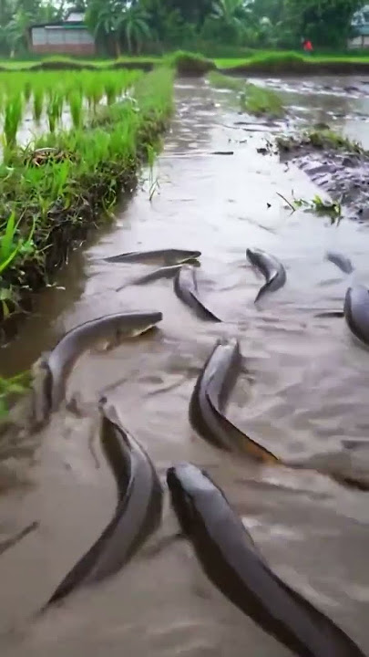 A peaceful rice field full of big fish after a slight rain fall. #survival #fishing #primitiveplus