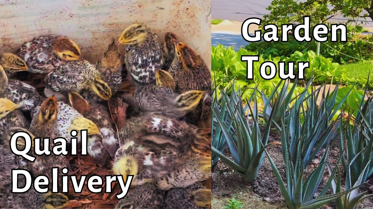 quail delivery, delivering quail to a friend and a quick garden tour