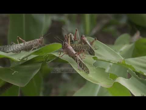 Video: Çfarë e pushton frikën në Bibël?