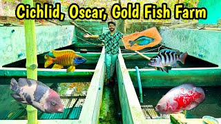 Satosvisha Fish Farm Kolkata❤| Cichlids and Goldfish Farm | Tropical Fish Farm in india Kolkata