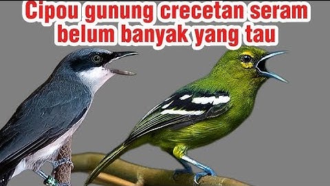 masteran viral 2025 | remix cipow jantung & jinjing petulak