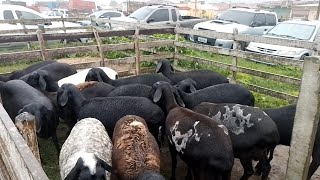 FEIRA DE OVELHAS E SUINOS CAPOEIRAS PE.  19 04 24