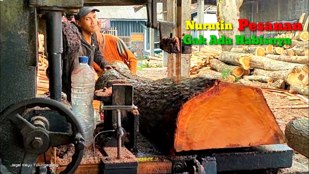 This is what happens when wood has never been touched by humans, super