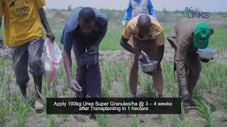 LINKS Systems of Rice Intensification - Episode 3 USG Application Video