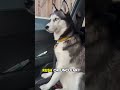Why Your Dog Ignores Your Voice