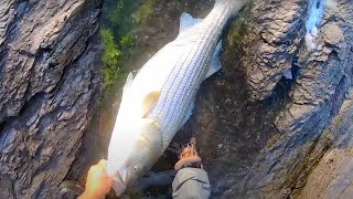 How To Catch Big Striped Bass From The Shore With Bait (Chunking)