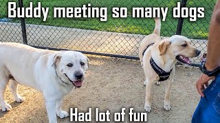 Buddy Goes to Dog PARK for the FIRST Time and Made New Friends