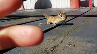 Chipmunk Who Act Like Dog: Chipmunk comes running to me when I call her