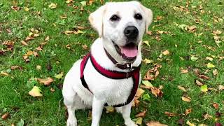 The lovely lab Nala joins Premier Pups
