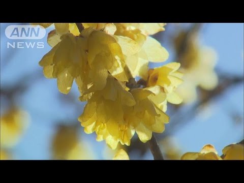 ロウバイの花 早くも見頃 暖冬の影響か 群馬 16 01 03 Youtube