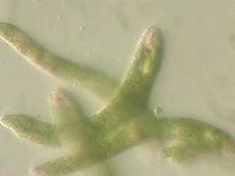 Marine Euglena-like Protista at 400x