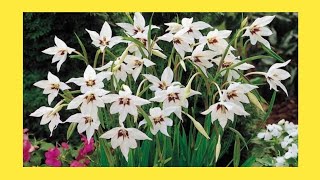 OTOÑO floración Acidanthera bicolor ‘Murielae’ 20 Bulbos de Gladiolo PERFUMADAS VERANO Bulbos de flores de ALTA CALIDAD para una PRIMAVERA 