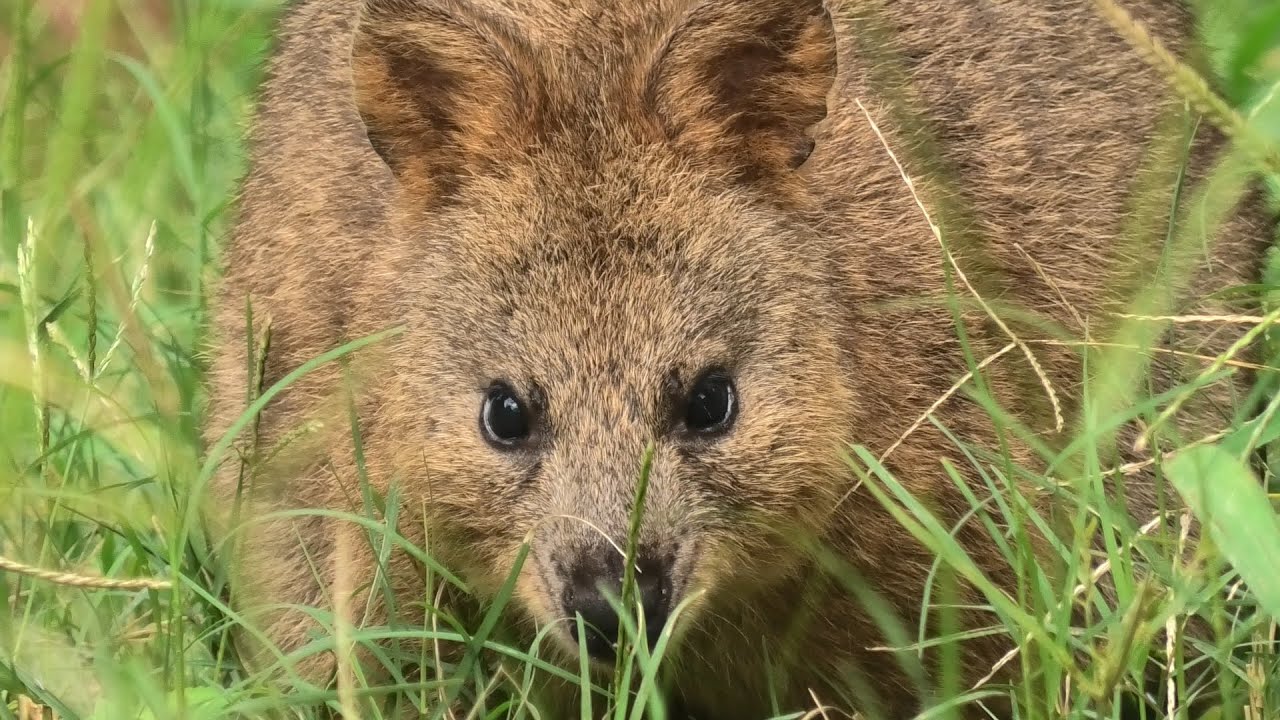 クアッカワラビーの動画 画像 動画検索 マイルドサイト
