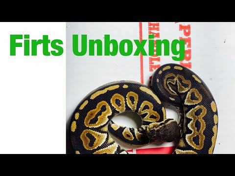 First Unboxing Ball Python Cinnamon single gene.
