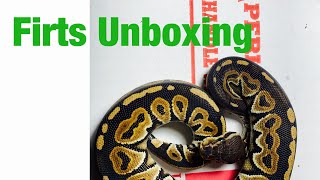 Famous First Unboxing Ball Python Cinnamon single gene. Net Worth