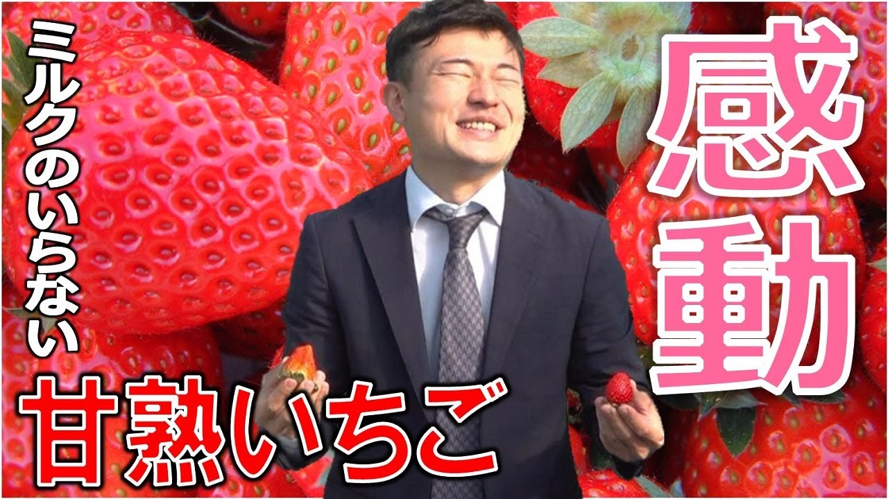 人気のいちご狩り！チョイスPayでグルメを堪能！#山武市#ふるさと納税#孤独のグルメ