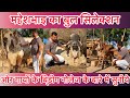 History of mangleshwer gir gaushala khadiya gujrat  best gir cow and bull collection gujarat