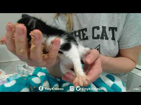 Tiny orphan kittens get ridiculously messy!TinyKittens