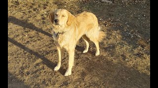 Piper - 8 Month Old Golden Retriever - Dog Training Omaha Nebraska, Off Leash Reliable Dog Training by Nebraskadogtrainers.com 70 views 1 month ago 7 minutes, 49 seconds