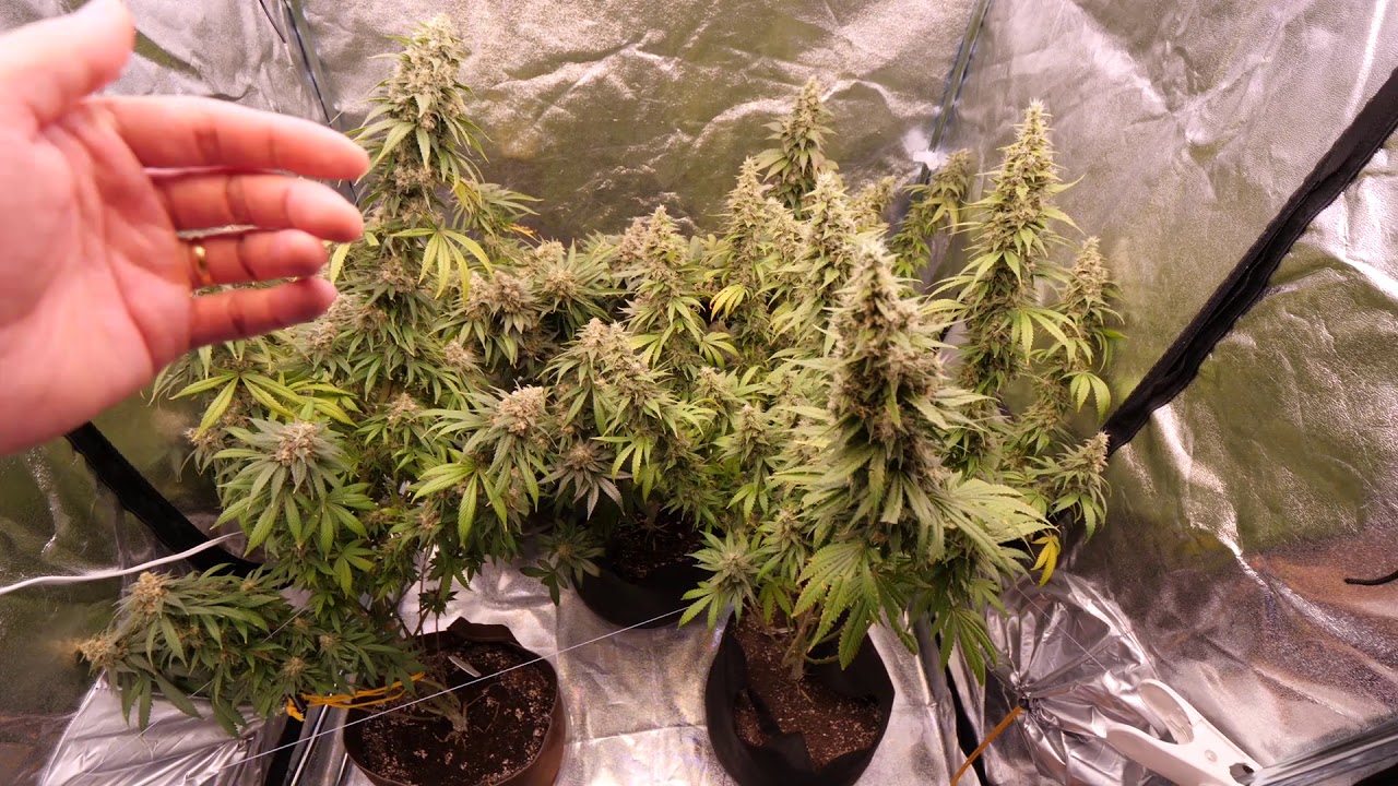 1 WEEK LEFT BEFORE OPTIC LED HARVEST!!! Optic 8+ NextGen, Slim 600H and Optic 6 generation 4