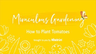 Miraculous Gardening - How to Plant Tomatoes by Miracle-Gro 942 views 2 years ago 31 seconds