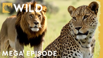 The Ultimate Predator Showdown: Lion vs. Leopard vs. Hyena