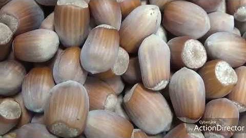 Cracking hazel nuts with homemade cracker