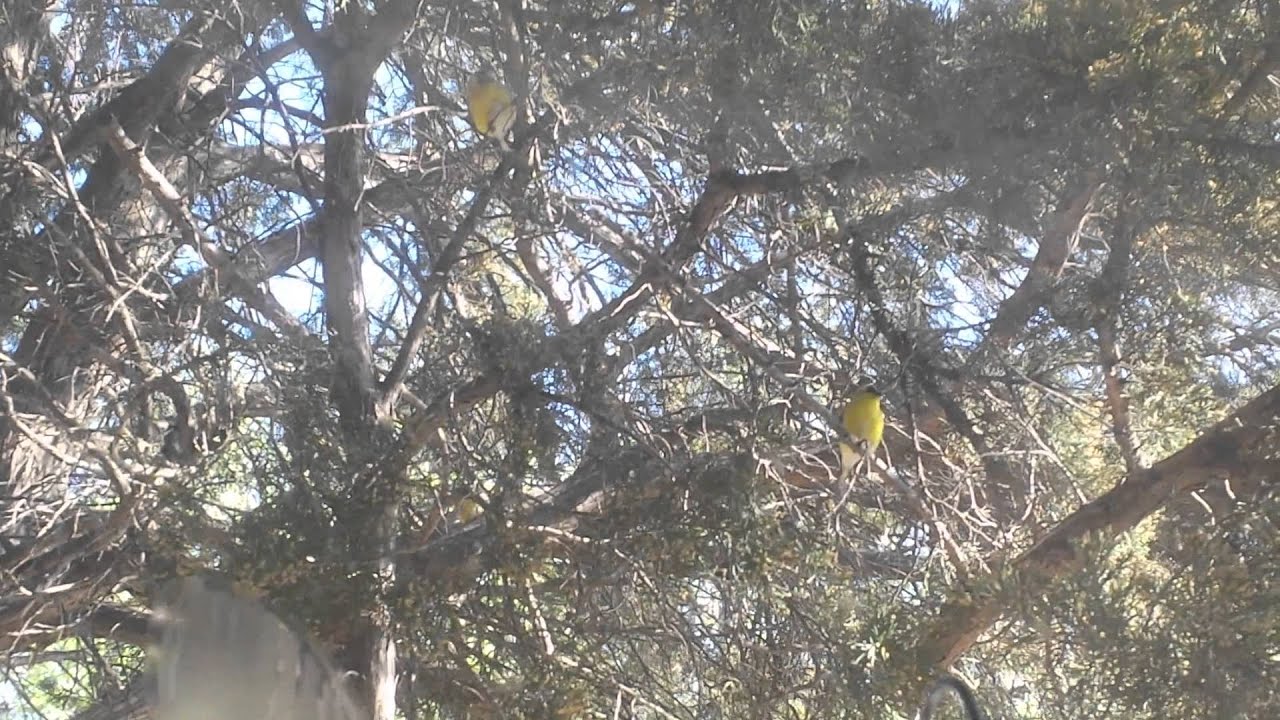 insects picture GoldFinches Come To Visit:)