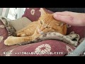 障害子猫の闘病日記㊵ ～ニャー子母さんの避妊手術 ＆ コタくんのその後～