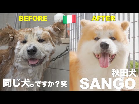 Who are you? Transform into a fluffy dog at a popular Italian pet salon♪