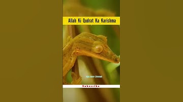 अल्लाह की कुदरत||#openshortsfeeds  #allah #quran #ytshorts #shortvideo #youtubeshorts #shorts
