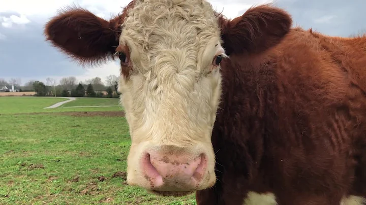 Virtual Farm Field Trip