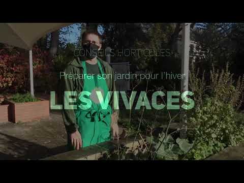 Vidéo: Comment Préparer Un Delphinium Vivace Pour L'hiver