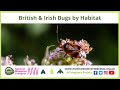 British &amp; Irish Bugs by Habitat