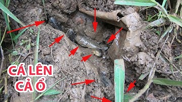 Mưa lớn bắt cá lên đầu mùa đi là lượm - Catch perch, snakehead fish on the field