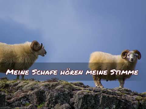 Meine Schafe hören
