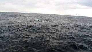 Deux baleines à bosses près de Cape Cod..